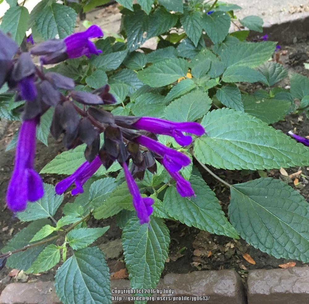 Photo of Sage (Salvia 'Electric Purple') uploaded by jg0613