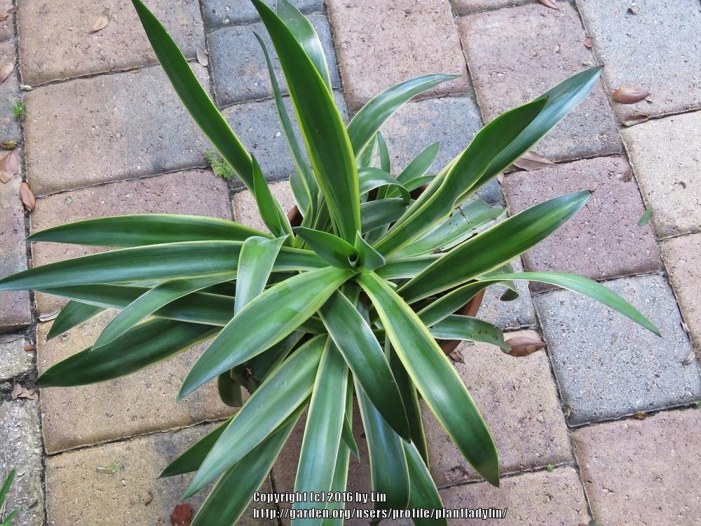 Photo of Smooth Agave (Agave de-meesteriana 'Variegata') uploaded by plantladylin