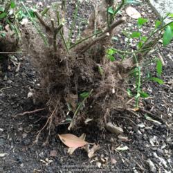 Location: Dallas, TX Zone 8a
Date: 2016-05-08
These roots are thick and dangerous. Can seriously break a toe if