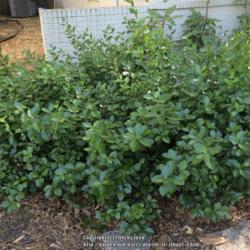 Location: Dallas, TX Zone 8a
Date: 2016-04-06
This 'shrub' originally was a ground cover.
