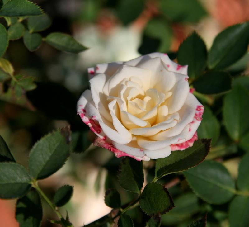 Photo of Rose (Rosa 'Innocence') uploaded by Calif_Sue