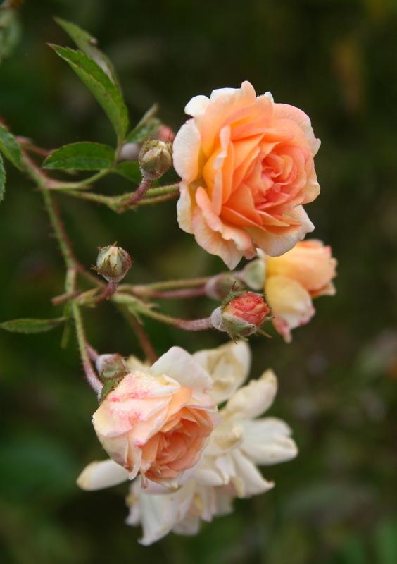 Photo of Rose (Rosa 'Ghislaine de Feligonde') uploaded by Calif_Sue