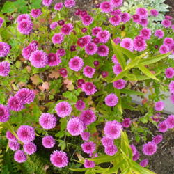 Location: Nora's Garden - Castlegar, B.C.
Date: 2014-10-21
 11:55 am. Small heads of rosy pink mums - a late bloomer, but de
