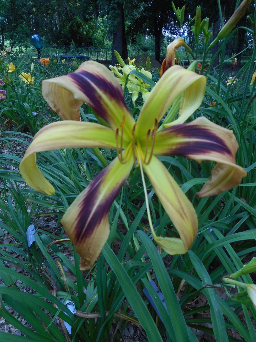 Photo of Daylily (Hemerocallis 'De Colores') uploaded by Kabby