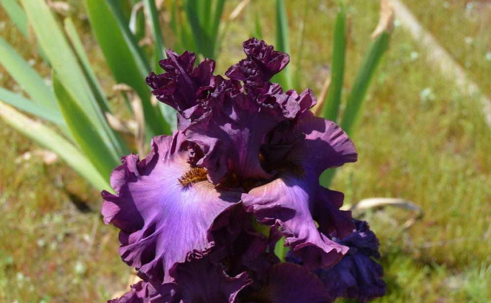 Photo of Tall Bearded Iris (Iris 'Dash of Burgundy') uploaded by KentPfeiffer