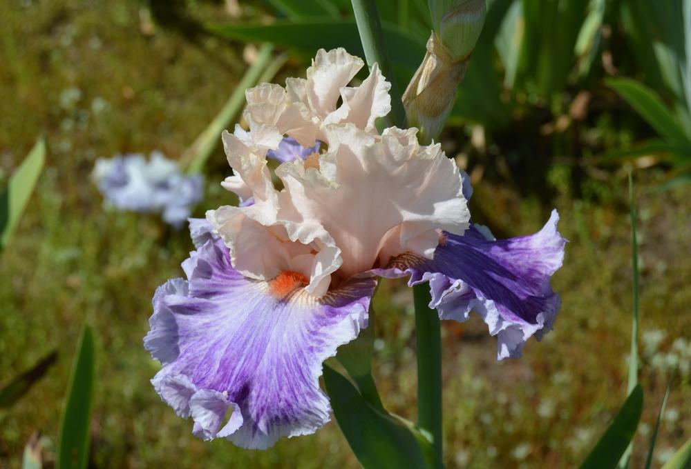 Photo of Tall Bearded Iris (Iris 'Devilicious') uploaded by KentPfeiffer