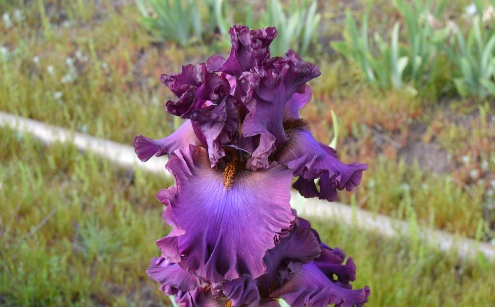 Photo of Tall Bearded Iris (Iris 'Dash of Burgundy') uploaded by KentPfeiffer