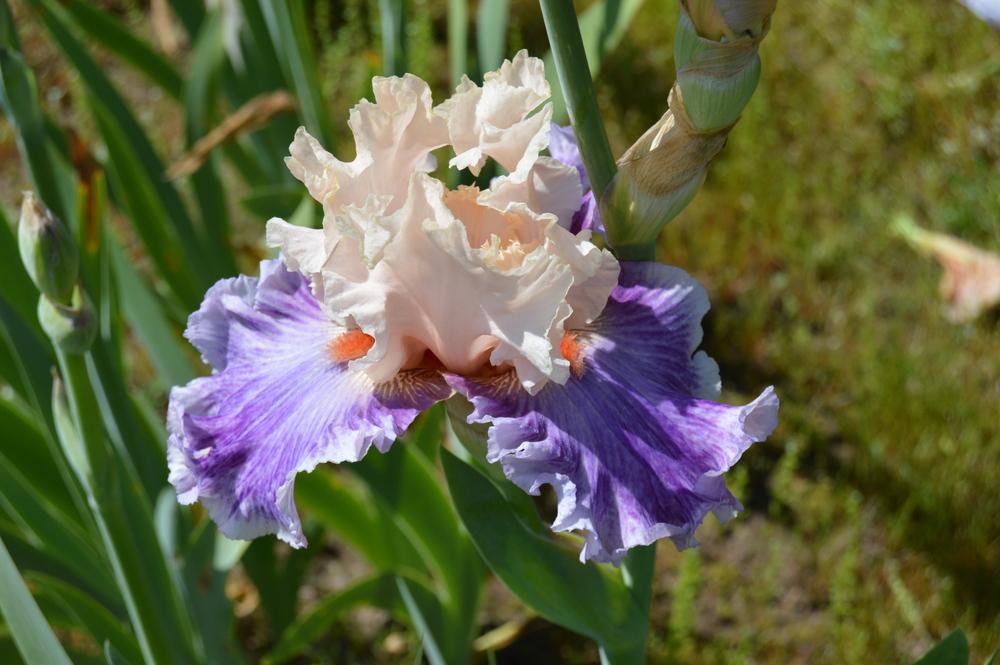 Photo of Tall Bearded Iris (Iris 'Devilicious') uploaded by KentPfeiffer