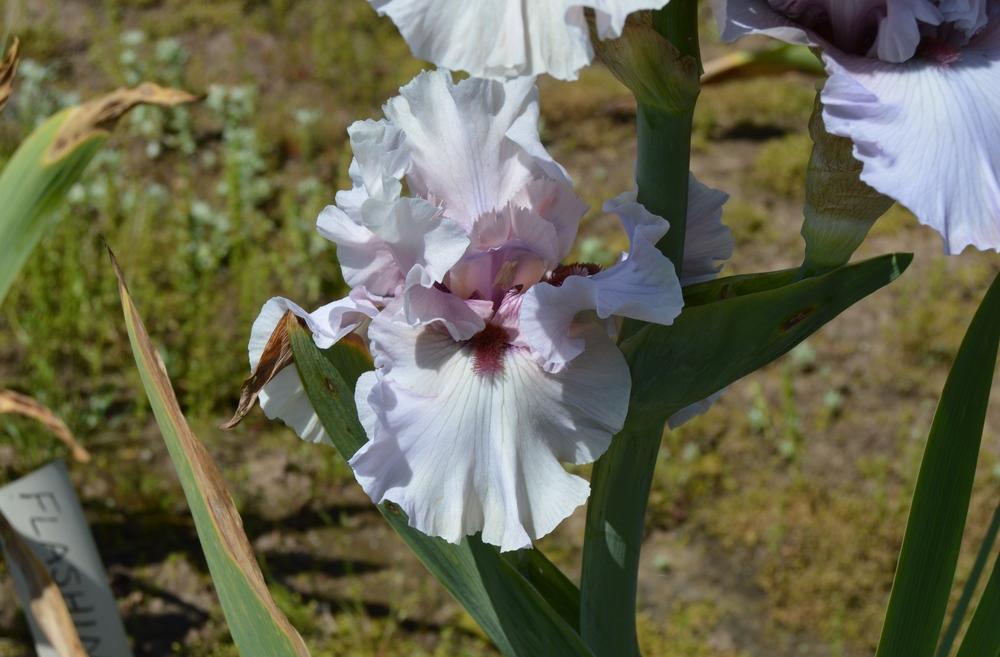 Photo of Border Bearded Iris (Iris 'Dragon Kiss') uploaded by KentPfeiffer