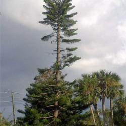 Location: Port Orange, FL
Date: 2016-10-22
Damage to my tree from Hurricane Matthew!  :(