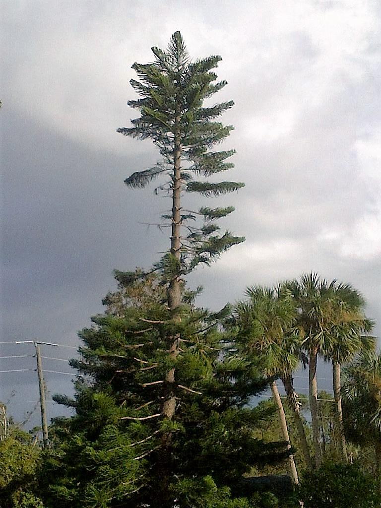 Photo of Norfolk Island Pine (Araucaria heterophylla) uploaded by PeggyB