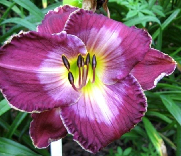 Photo of Daylily (Hemerocallis 'Spartacus Adorned') uploaded by Sscape
