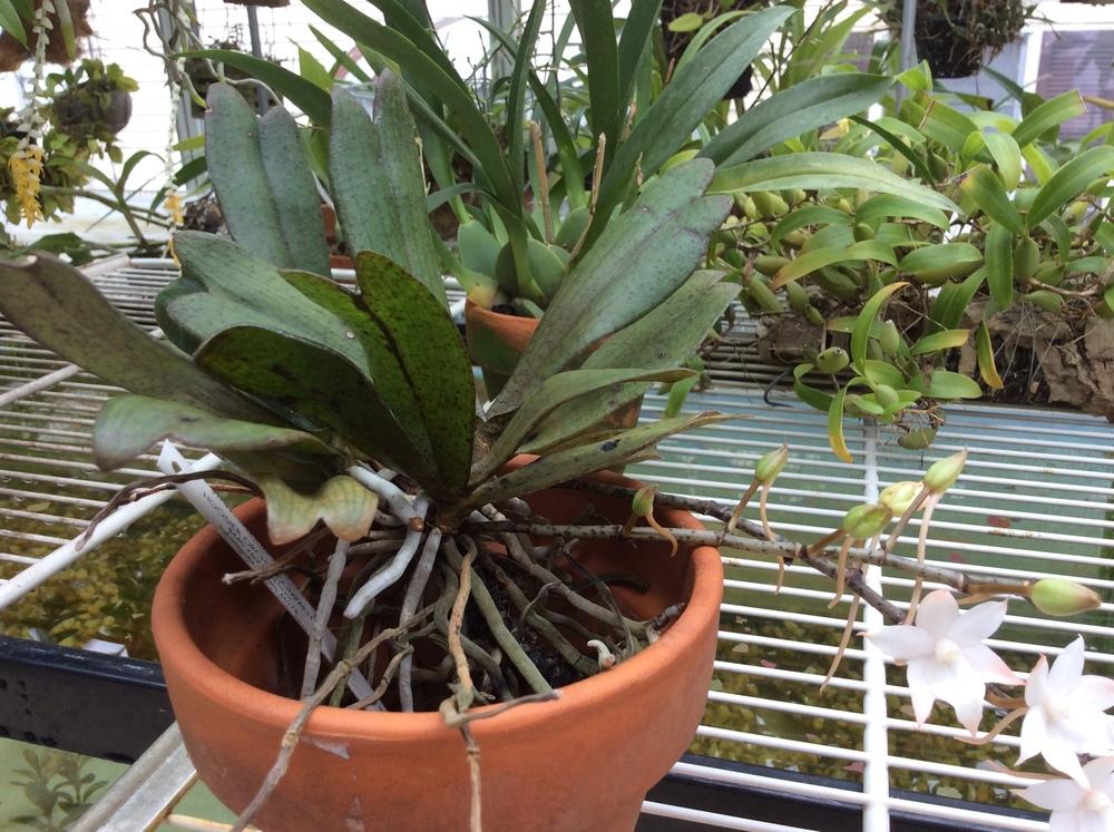 Photo of Orchid (Aerangis biloba) uploaded by Ursula