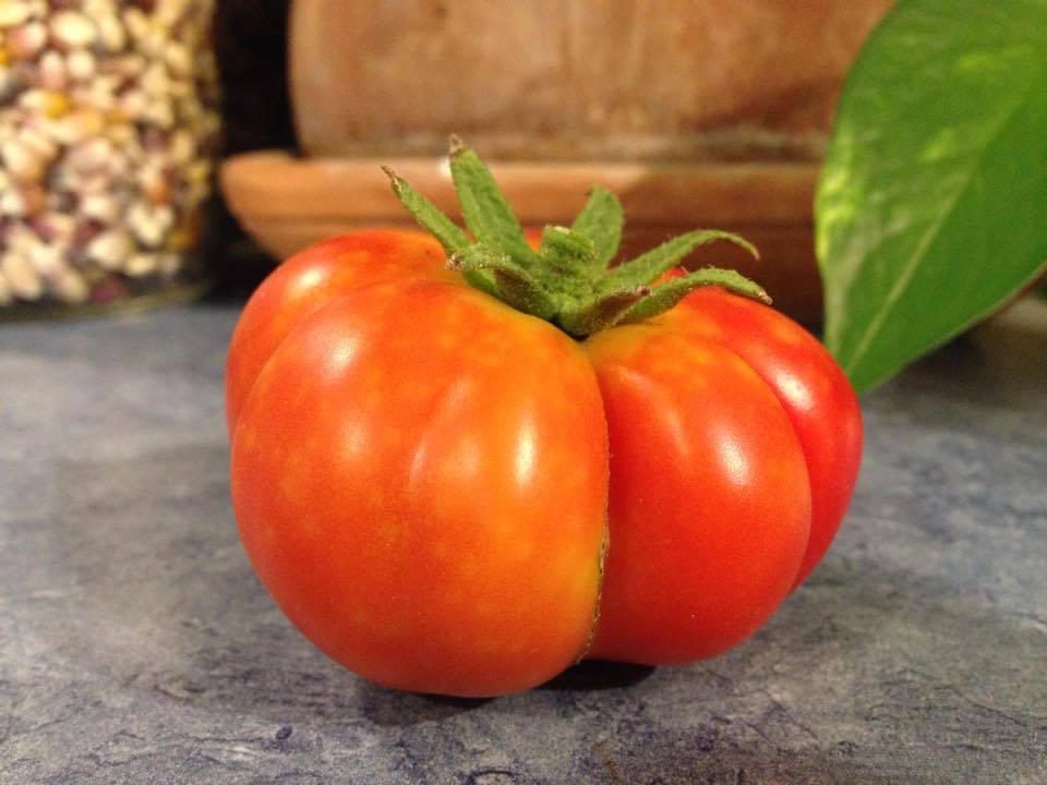Photo of Tomato (Solanum lycopersicum 'Costoluto Genovese') uploaded by coryvp