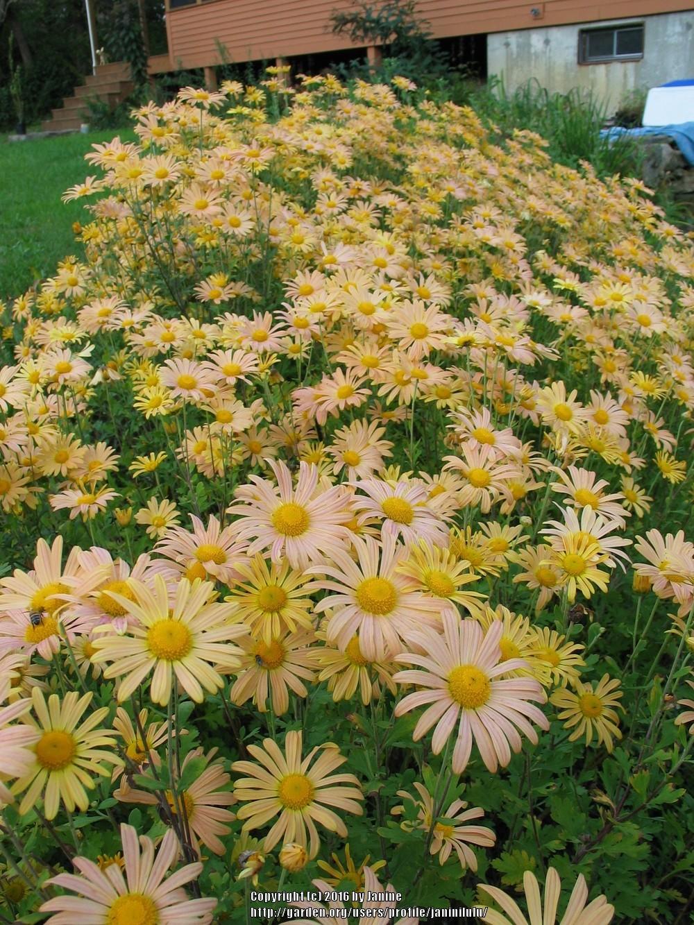 Photo of Hardy Chrysanthemum (Chrysanthemum x rubellum 'Mary Stoker') uploaded by janinilulu