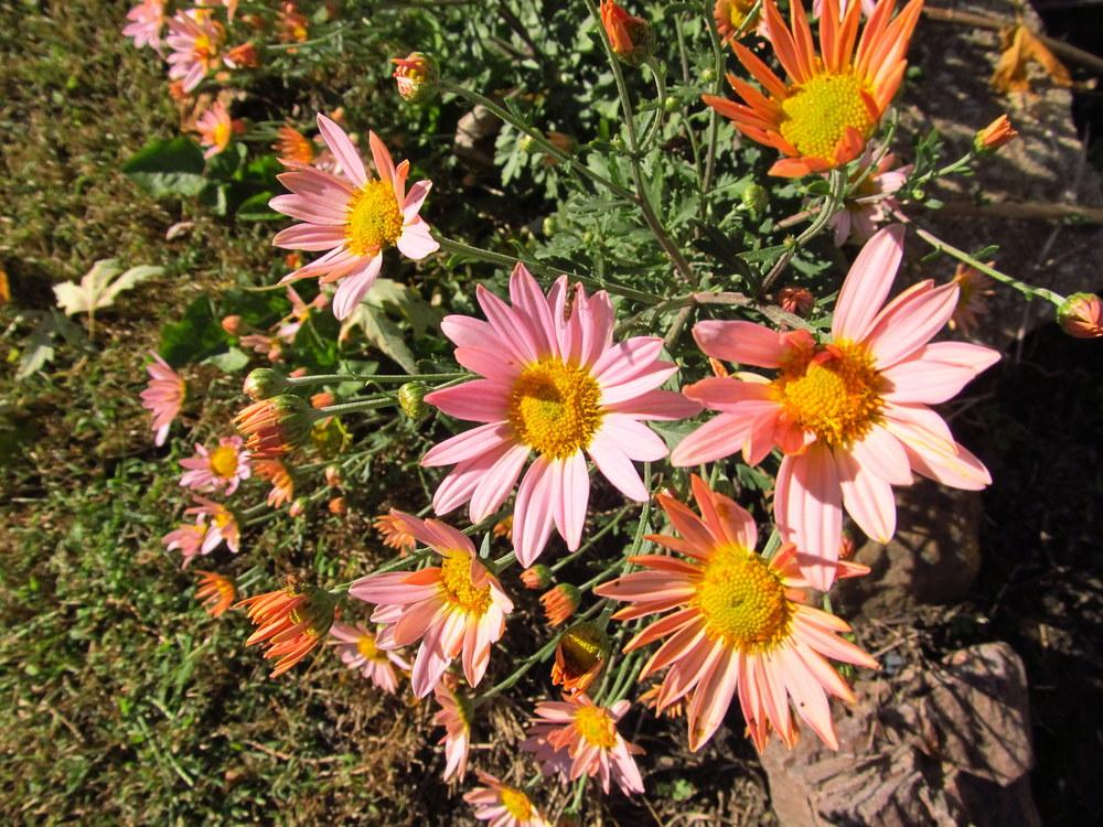 Photo of Hardy Chrysanthemum (Chrysanthemum 'Hillside Sheffield Pink') uploaded by jmorth