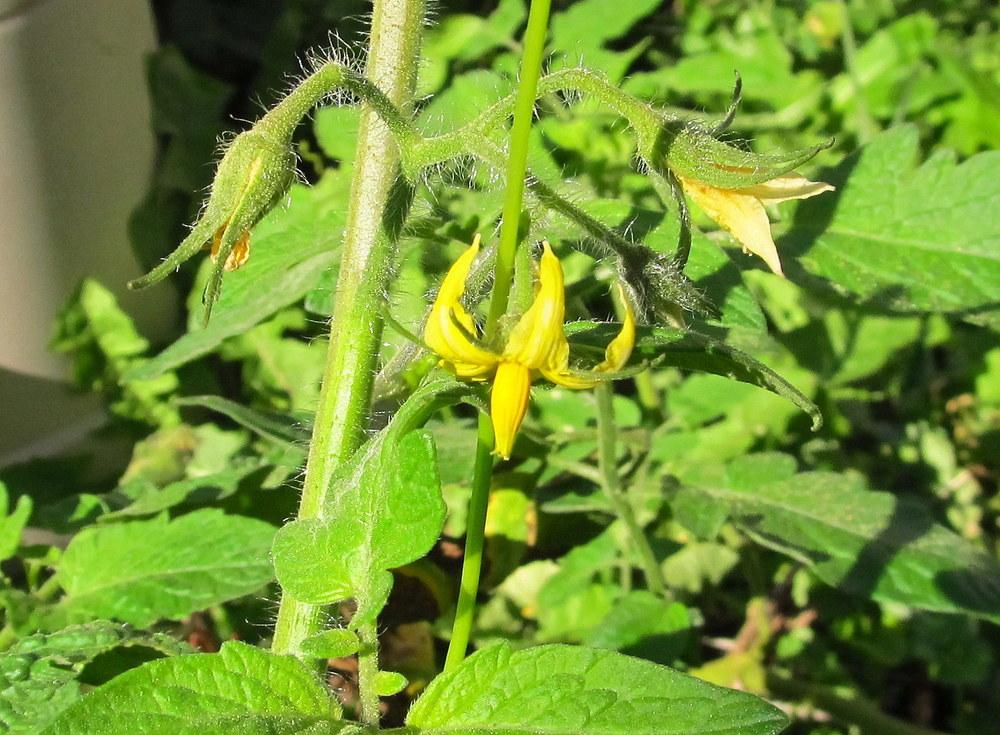 Photo of Tomato (Solanum lycopersicum 'Burpee's Big Boy®') uploaded by jmorth