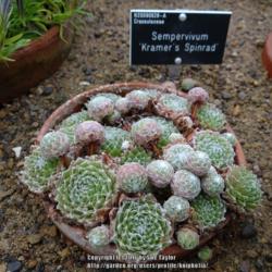 Location: RHS Harlow Carr alpine house, Yorkshire
Date: 2016-10-21