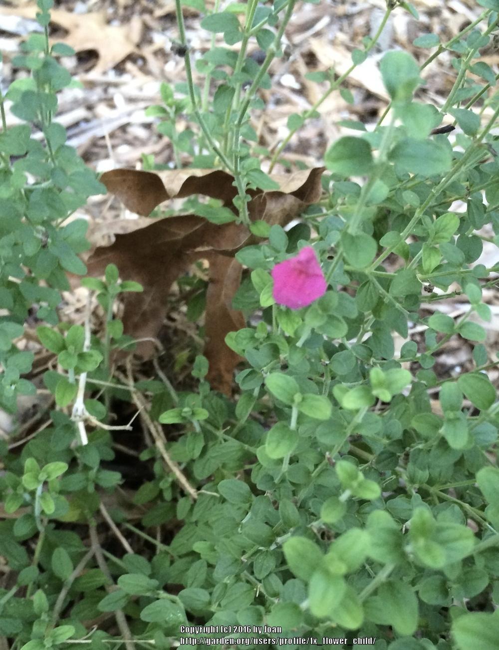 Photo of Pink Texas Skullcap (Scutellaria suffrutescens) uploaded by tx_flower_child