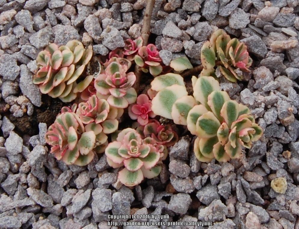 Photo of Two-Row Stonecrop (Phedimus spurius 'Fool's Gold') uploaded by valleylynn