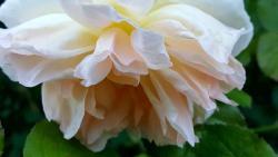 Thumb of 2016-10-23/Cottage_Rose/8f5869