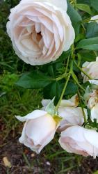 Thumb of 2016-10-23/Cottage_Rose/cf87a6
