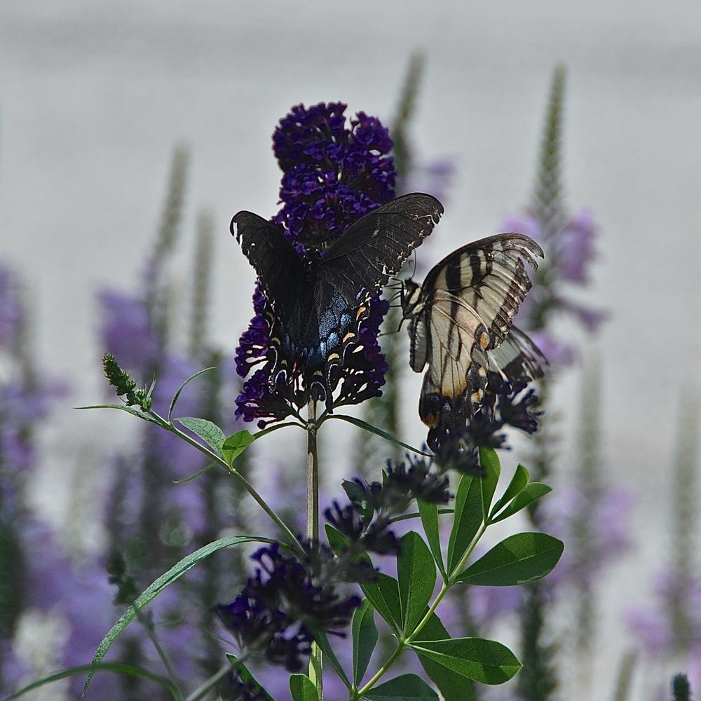 Photo of Butterfly Bush (Buddleja davidii 'Black Knight') uploaded by Fleur569