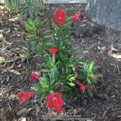 Location: Hamilton Square Garden, Historic City Cemetery, Sacramento CA.
Date: 2016-10-23
Just purchased from HighHandNursery.