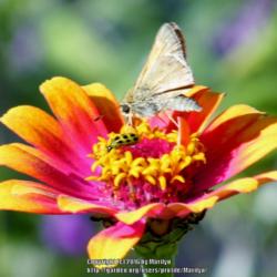 Location: My garden in Kentucky
Date: 2016-10-22
With a Skipper Butterfly friend #Pollination