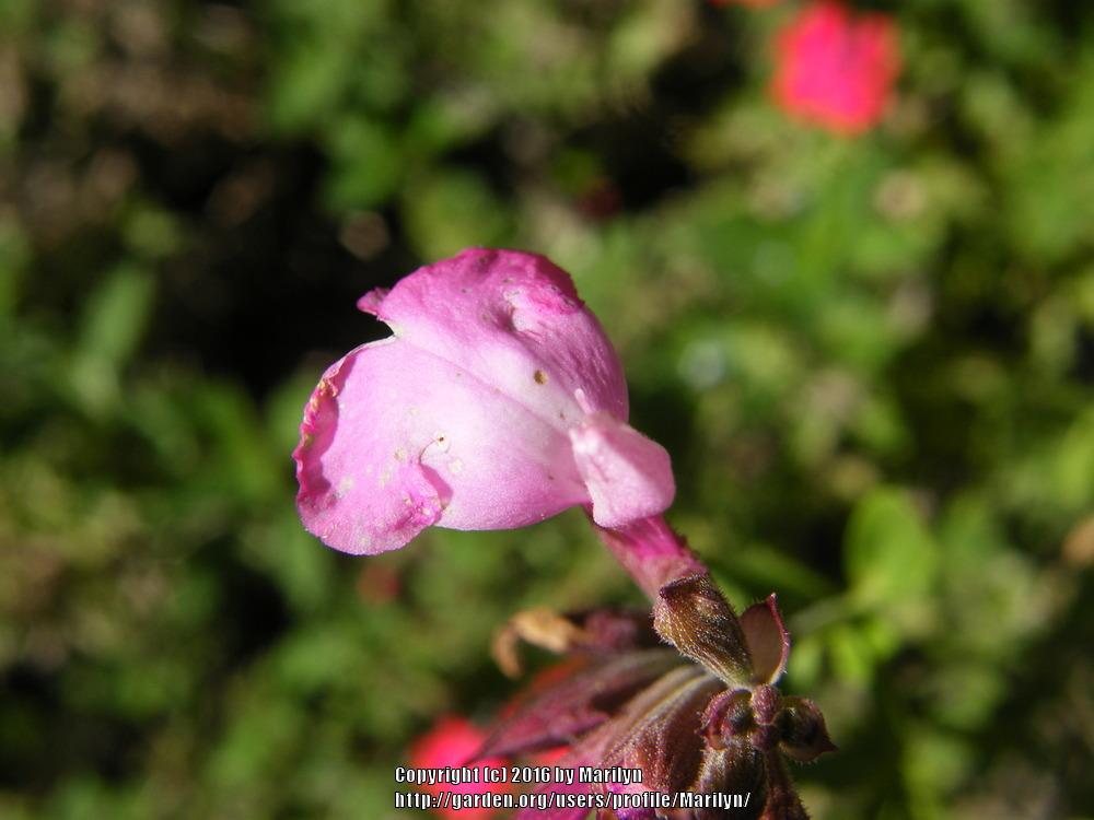 Photo of Mountain Sage (Salvia x jamensis Heatwave™ Radiance) uploaded by Marilyn