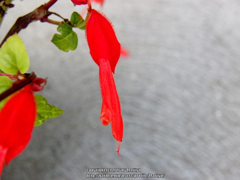 Photo of Salvia (Salvia splendens Grandstand™ Red) uploaded by Marilyn