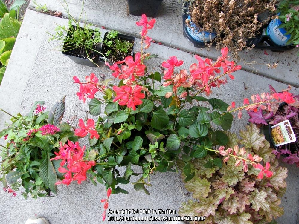Photo of Salvia (Salvia splendens Grandstand™ Red) uploaded by Marilyn