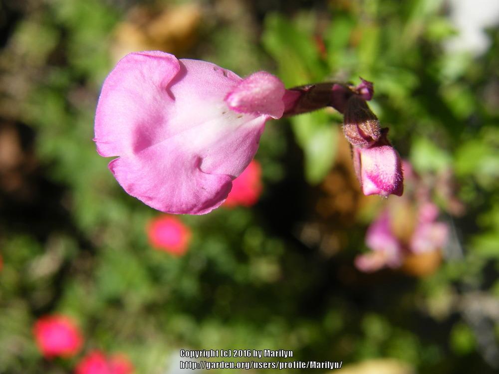 Photo of Mountain Sage (Salvia x jamensis Heatwave™ Radiance) uploaded by Marilyn