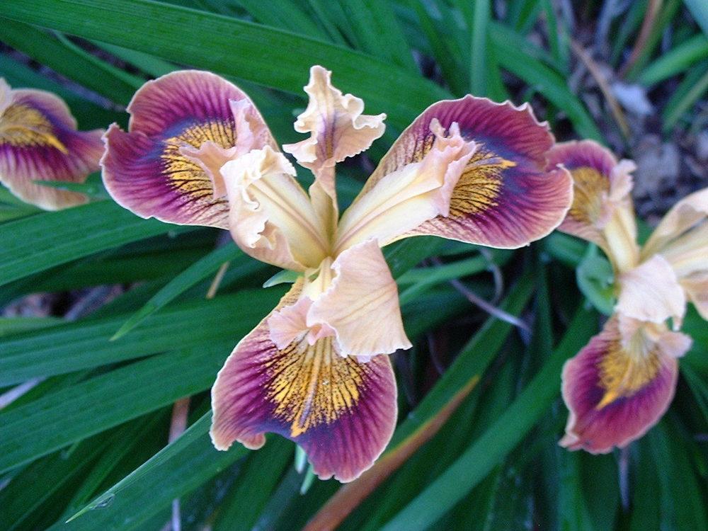 Photo of Irises (Iris) uploaded by PotEmUp