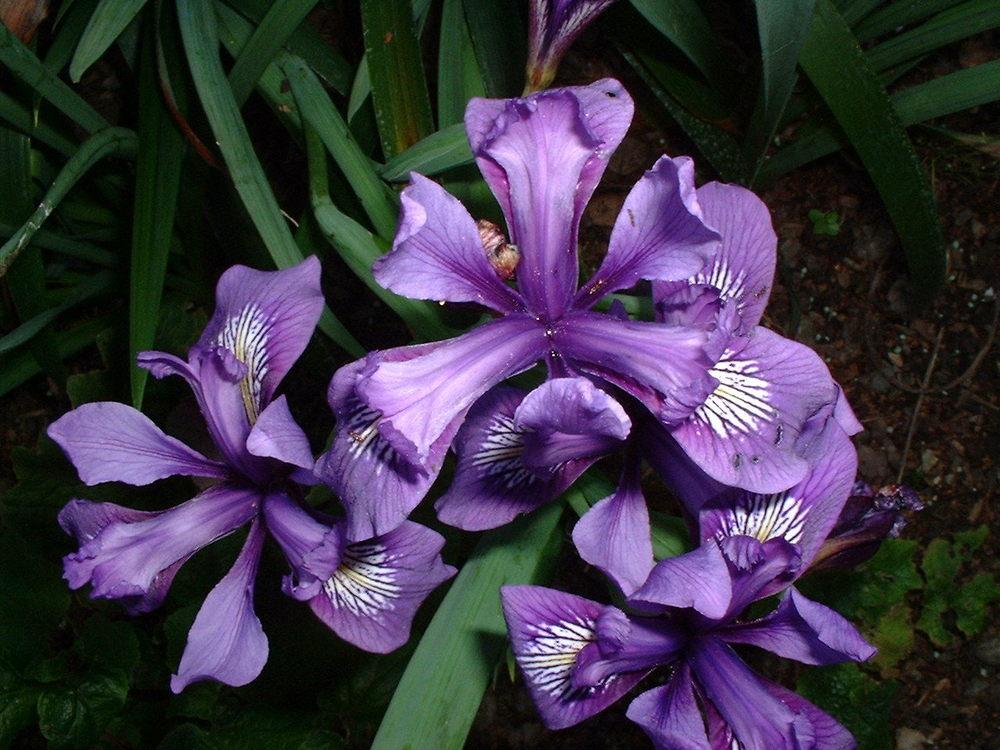 Photo of Species Iris (Iris douglasiana) uploaded by PotEmUp