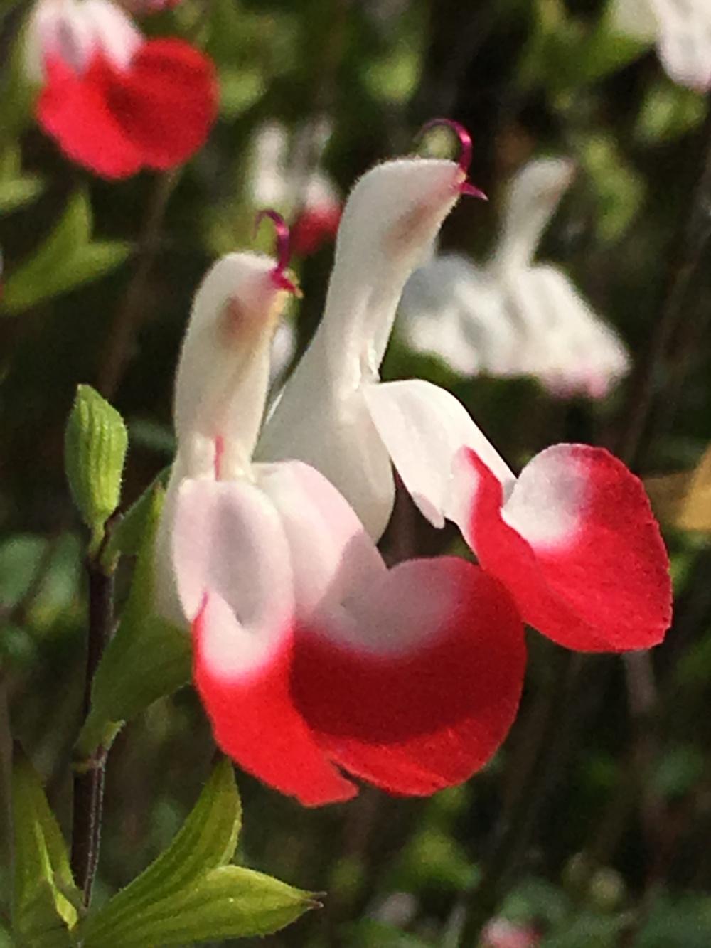 Photo of Blackcurrant Sage (Salvia microphylla 'Hot Lips') uploaded by Rebekah