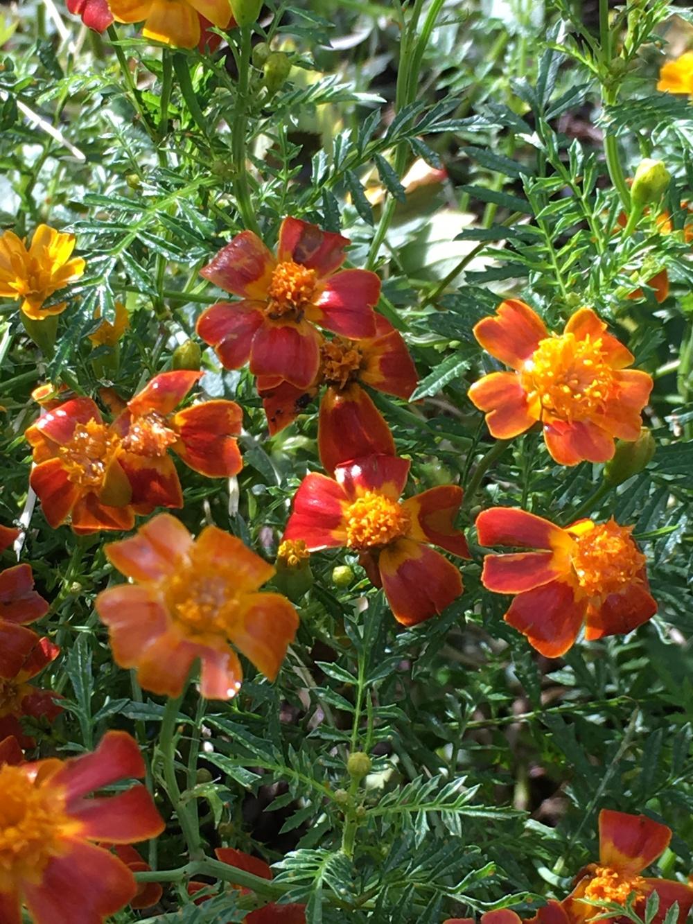 Photo of Signet Marigold (Tagetes tenuifolia 'Paprika') uploaded by Rebekah