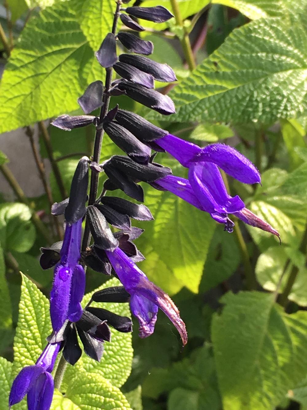 Photo of Blue Anise Sage (Salvia coerulea Nectar Blue™) uploaded by Rebekah
