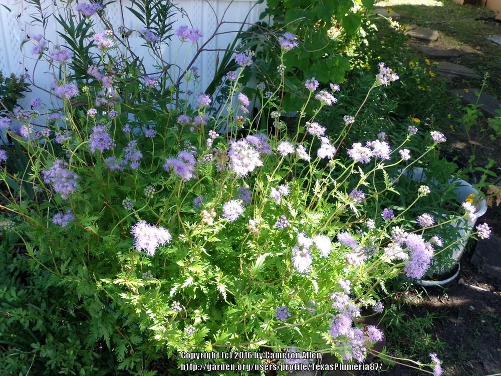 Photo of Gregg's Mistflower (Conoclinium greggii) uploaded by TexasPlumeria87