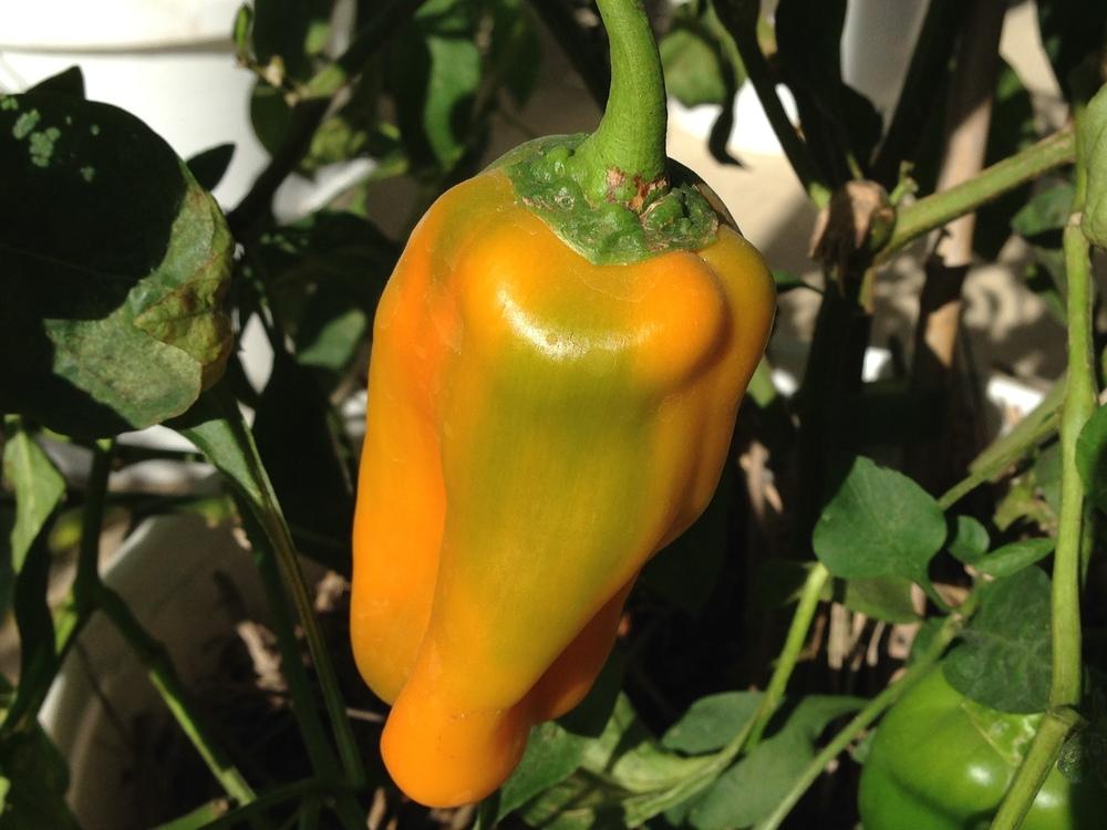 Photo of Bell Pepper (Capsicum annuum 'Yellow Monster') uploaded by coryvp