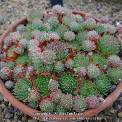Location: RHS Harlow Carr alpine house, Yorkshire
Date: 2016-10-21