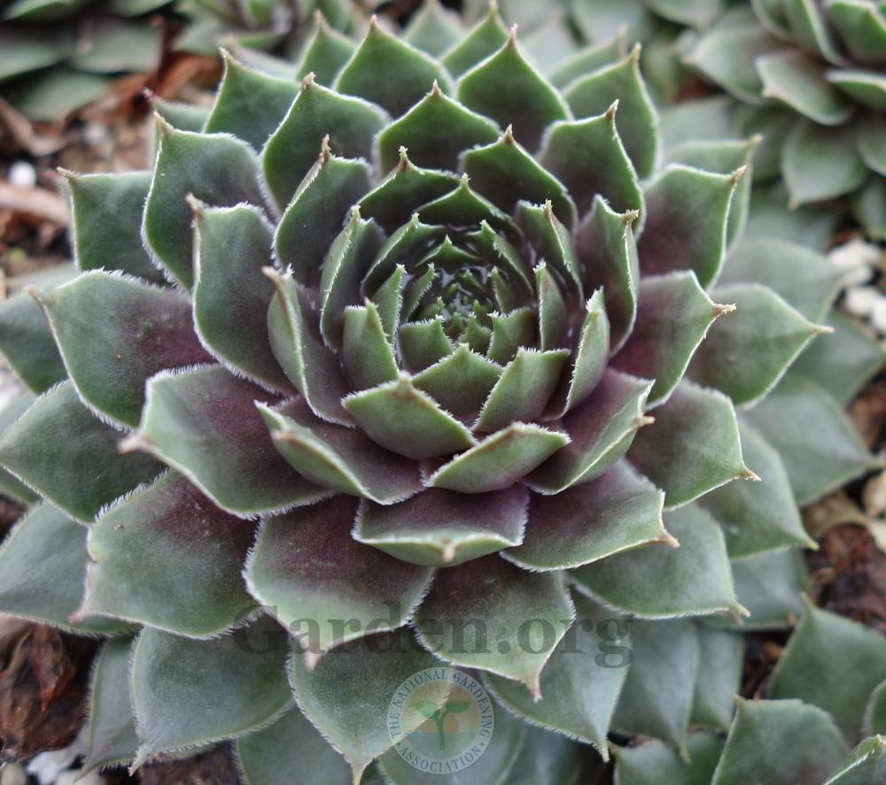 Photo of Hen and Chicks (Sempervivum 'Arrowheads Red') uploaded by springcolor