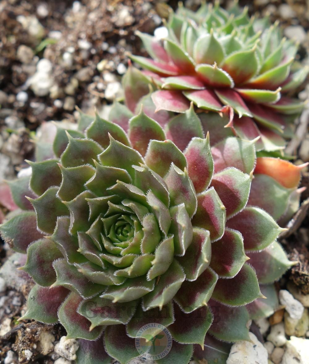 Photo of Hen and Chicks (Sempervivum 'Pacific Grande') uploaded by springcolor