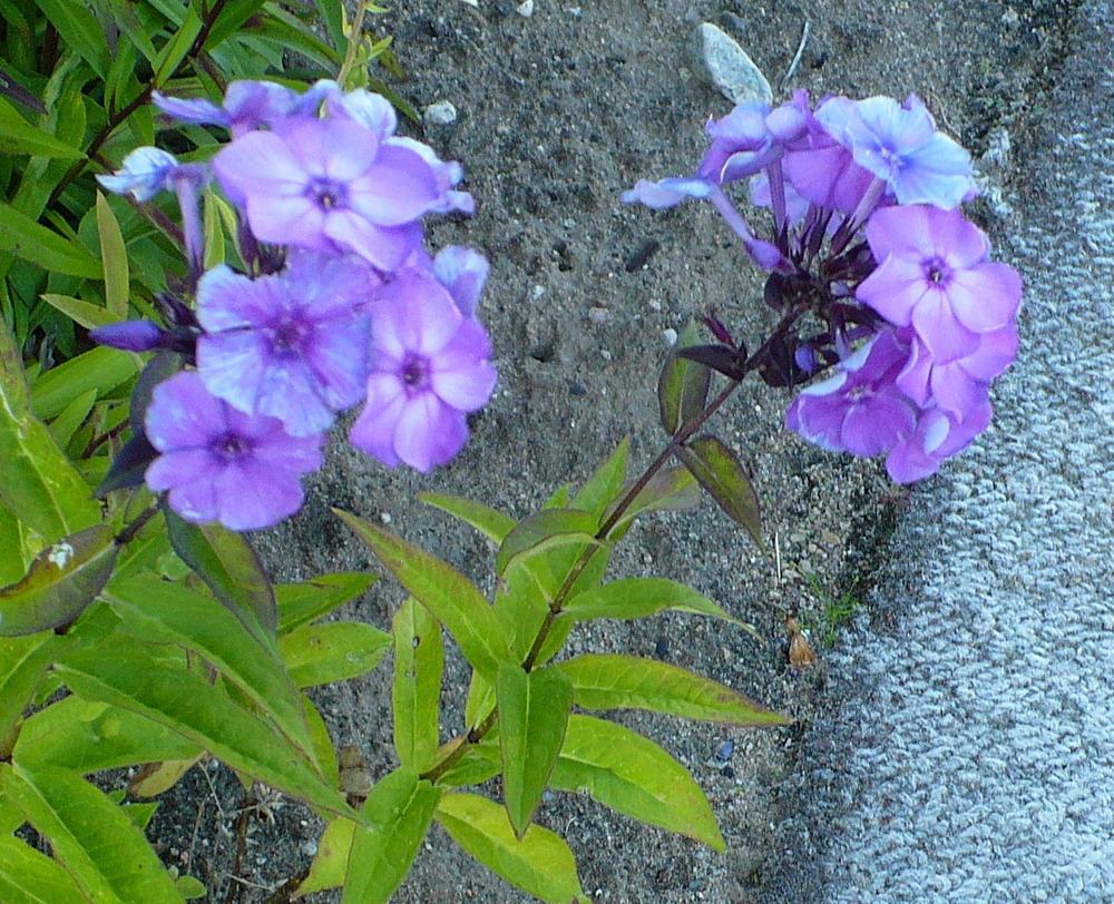 Photo of Garden Phlox (Phlox paniculata 'Blue Paradise') uploaded by HemNorth