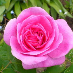 Location: Nora's Garden - Castlegar, B.C.
Date: 2016-05-21
 1:19 pm. She has an elegant 'Old Rose' fragrance.