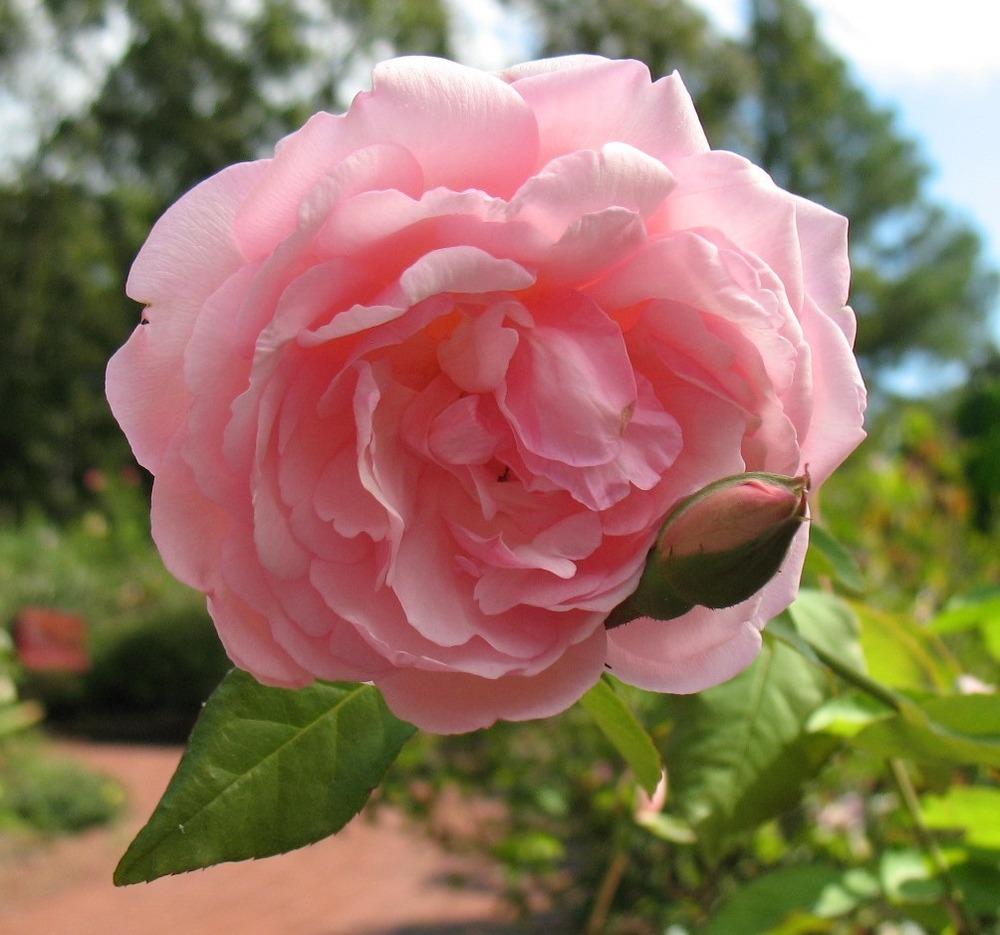 Photo of Rose (Rosa 'Duchesse de Brabant') uploaded by Lalambchop1