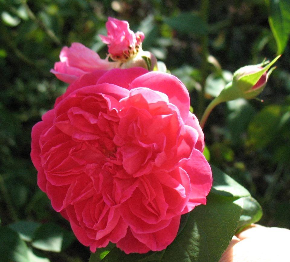 Photo of Rose (Rosa 'Maggie') uploaded by Lalambchop1
