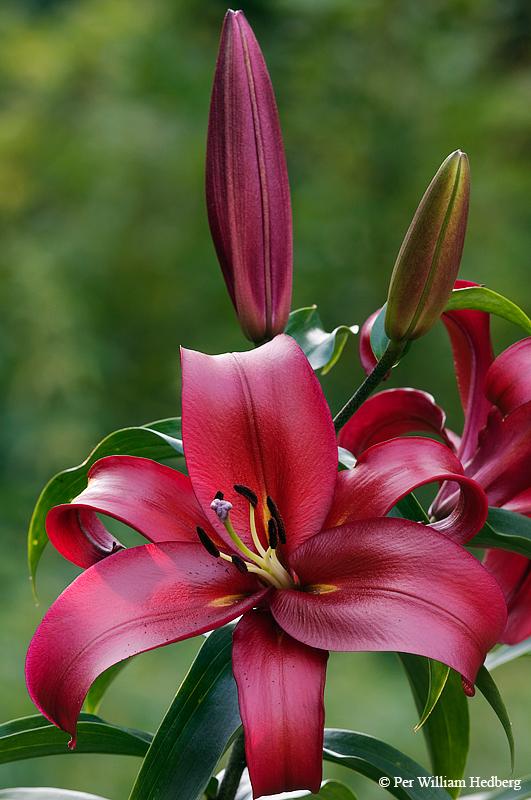 Photo of Lily (Lilium 'Formia') uploaded by William