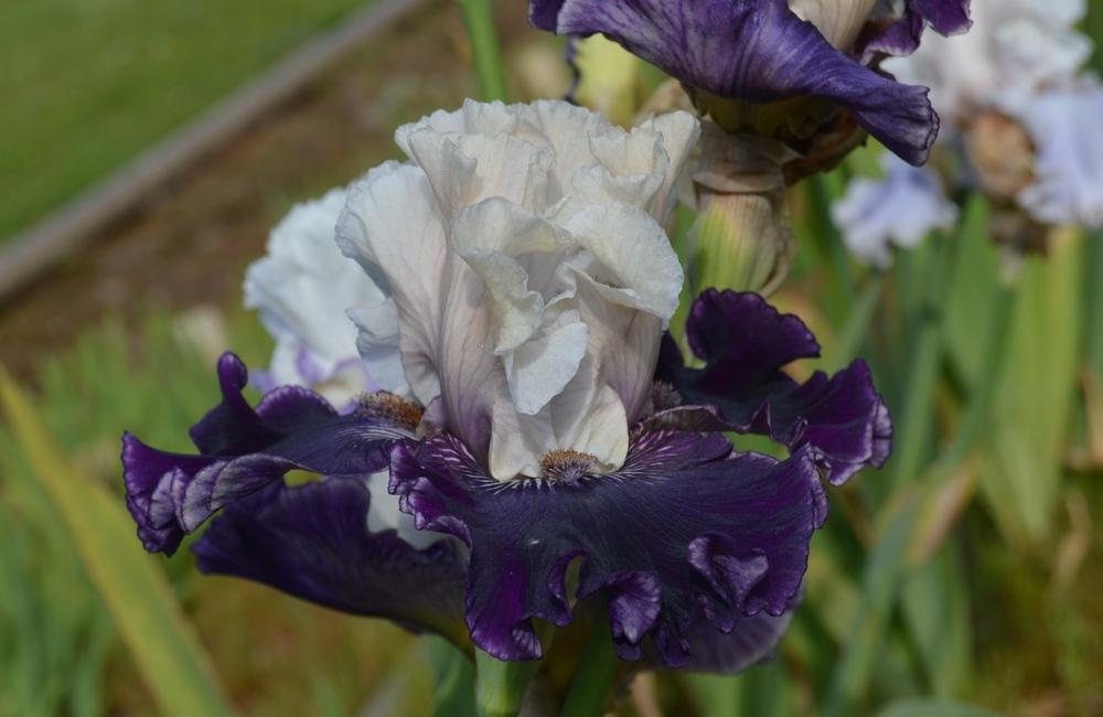 Photo of Tall Bearded Iris (Iris 'Fast Talker') uploaded by KentPfeiffer