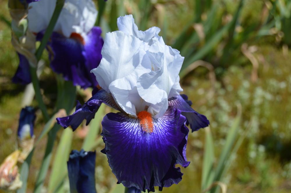 Photo of Tall Bearded Iris (Iris 'Favorite Beau') uploaded by KentPfeiffer